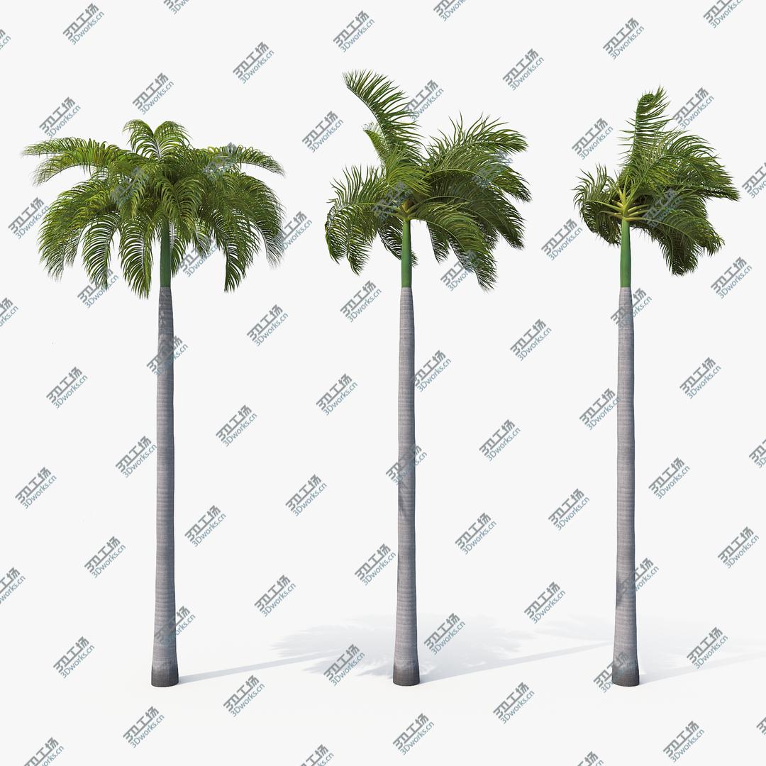 images/goods_img/2021040232/3D Palms Royal 02 model/1.jpg